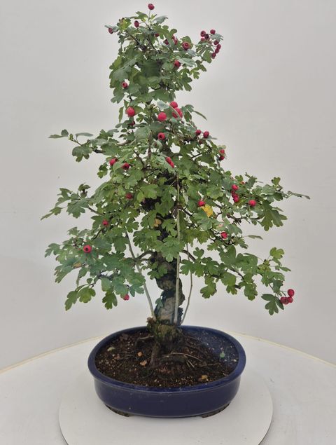 Crataegus cuneata