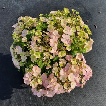 Hydrangea FRENCH BOLERO PINK