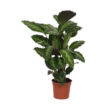 Calathea 'Misto'