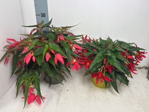 Begonia SUMMERWINGS PINK