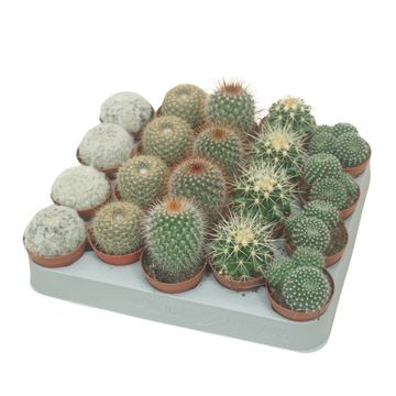 Cactus MIX