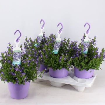 Campanula poscharskyana ADANSA PURPLE