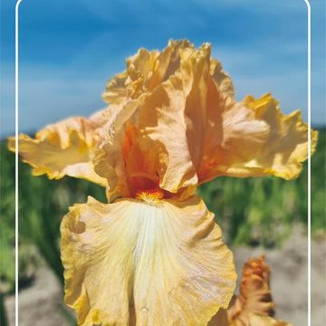 Iris 'Robusto'