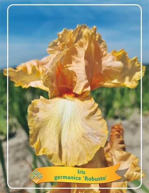 Iris 'Robusto'