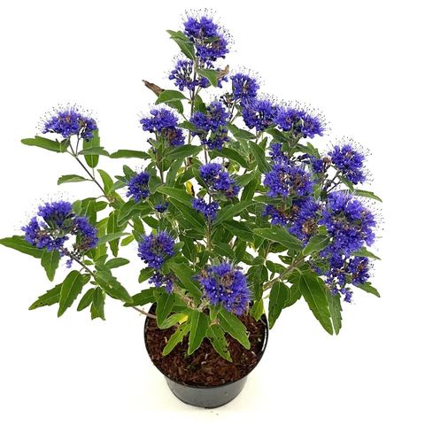 Caryopteris x clandonensis GRAND BLEU