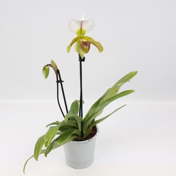 Paphiopedilum Leeanum