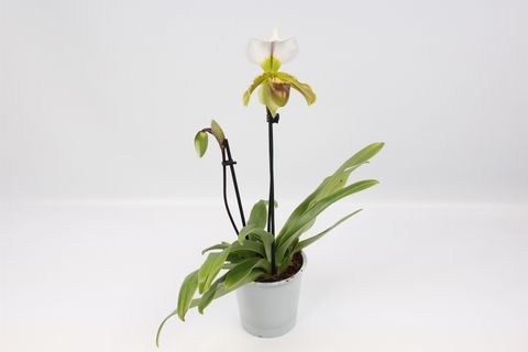 Paphiopedilum Leeanum