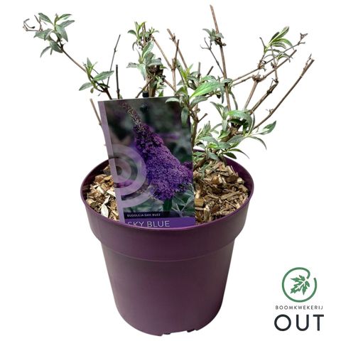 Buddleja davidii BUZZ SKY BLUE