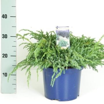 Juniperus squamata 'Blue Carpet'