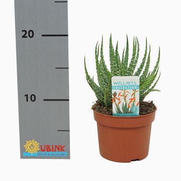 Aloe humilis