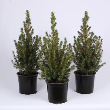 Picea glauca 'Коника'