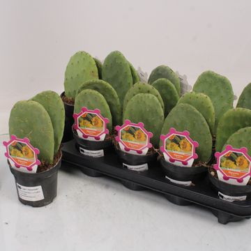 Opuntia ficus-indica