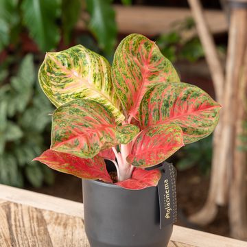 Aglaonema 'Red Balloon'