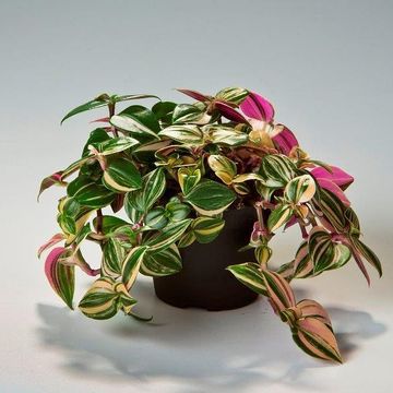 Tradescantia albiflora