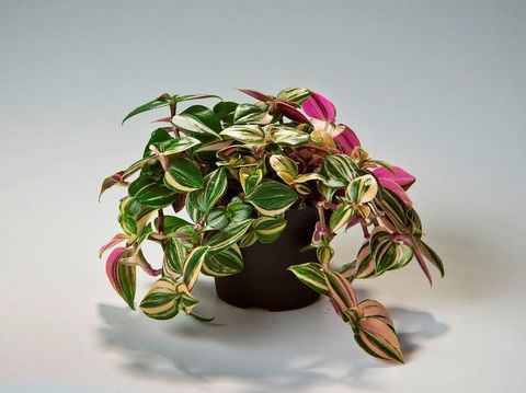 Tradescantia albiflora