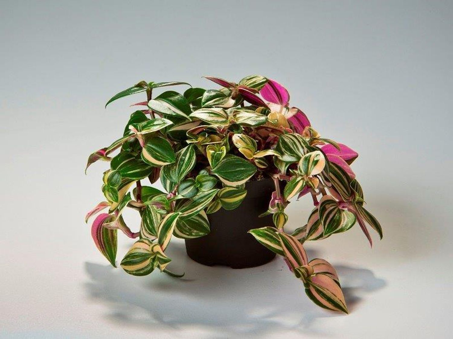 Tradescantia albiflora — Plant Wholesale FlorAccess