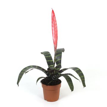 Vriesea 'Splenriet'