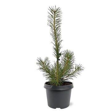 Pinus sylvestris