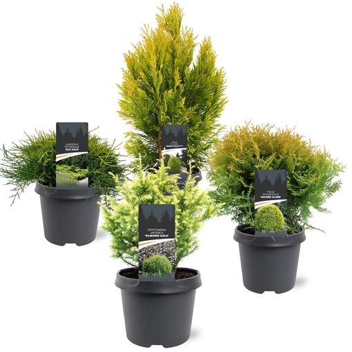 Conifers MIX