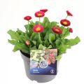 Bellis perennis 'Tasso Red'