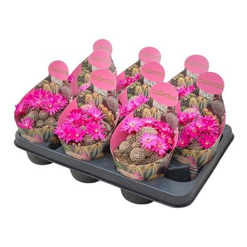 Sulcorebutia augustinii