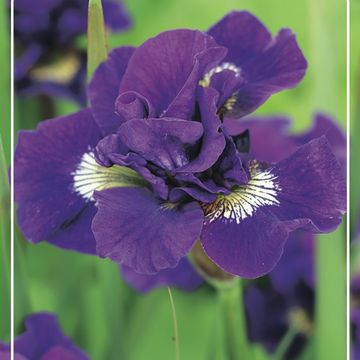 Iris sibirica 'Kaboom'