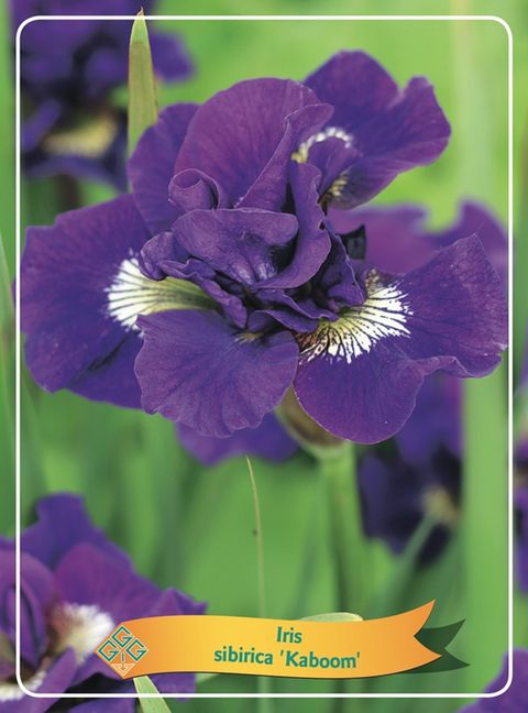 Iris sibirica 'Kaboom'