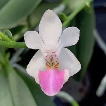 x Doritaenopsis Anna-Larati Soekadi x Phalaenopsis lobbii