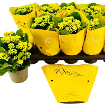 Kalanchoe blossfeldiana PERFECTA YELLOW