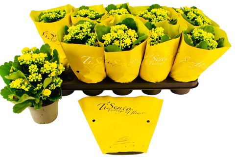 Kalanchoe blossfeldiana PERFECTA YELLOW