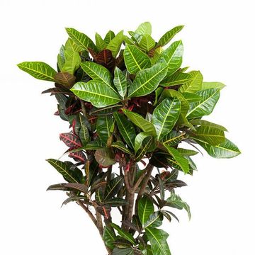 Codiaeum variegatum 'Petra'