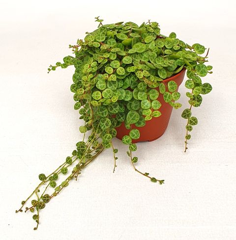 Peperomia prostrata