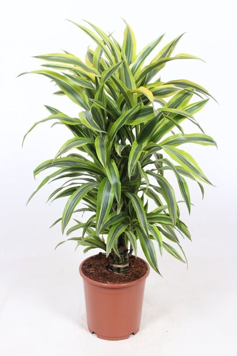 Dracaena fragrans 'Lemon Lime' — Plant Wholesale FlorAccess