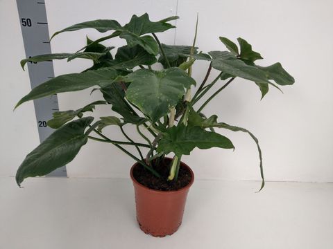 Philodendron 'Nadja'