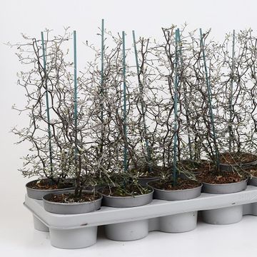 Corokia cotoneaster