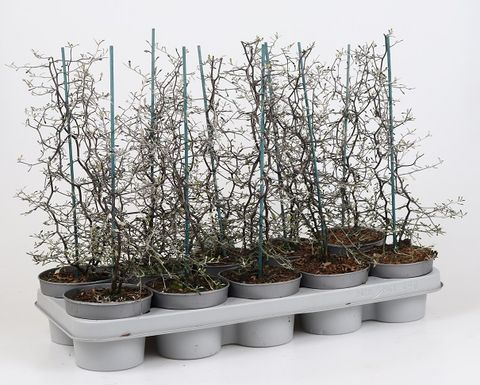 Corokia cotoneaster