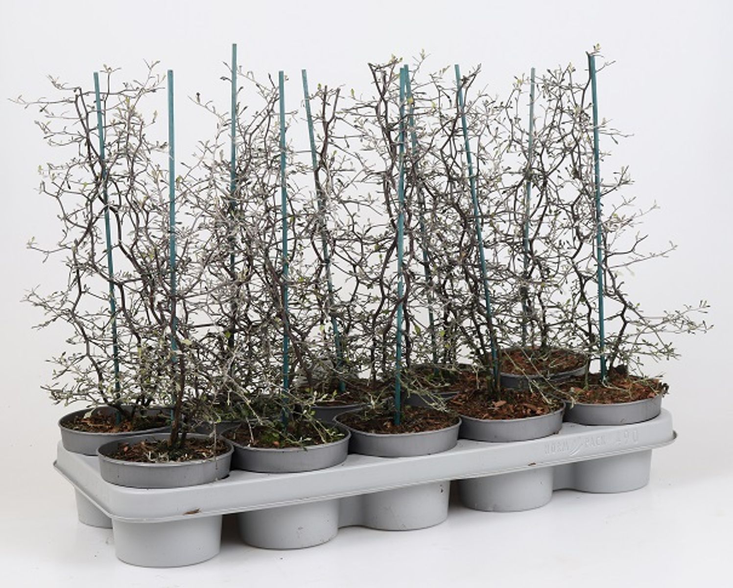 Corokia cotoneaster  Pflanzengrohandel FlorAccess