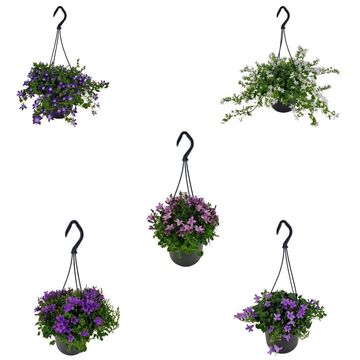 Campanula ADDENDA MIX