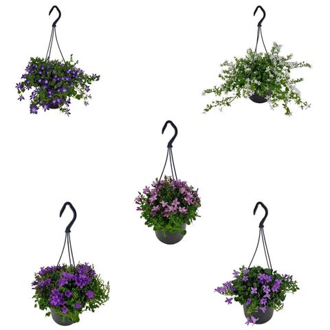 Campanula ADDENDA MIX