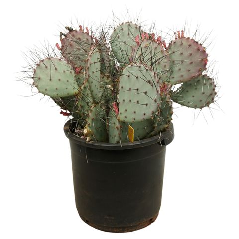 Opuntia macrocentra 'Negra'
