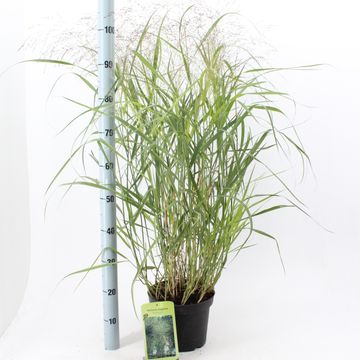Panicum virgatum 'Rehbraun'