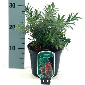 Callistemon viminalis 'Little John'