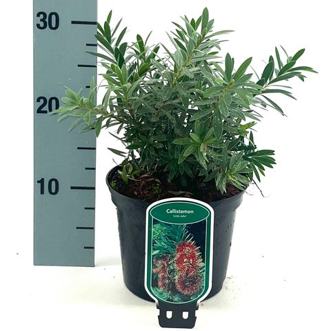 Callistemon viminalis 'Little John'