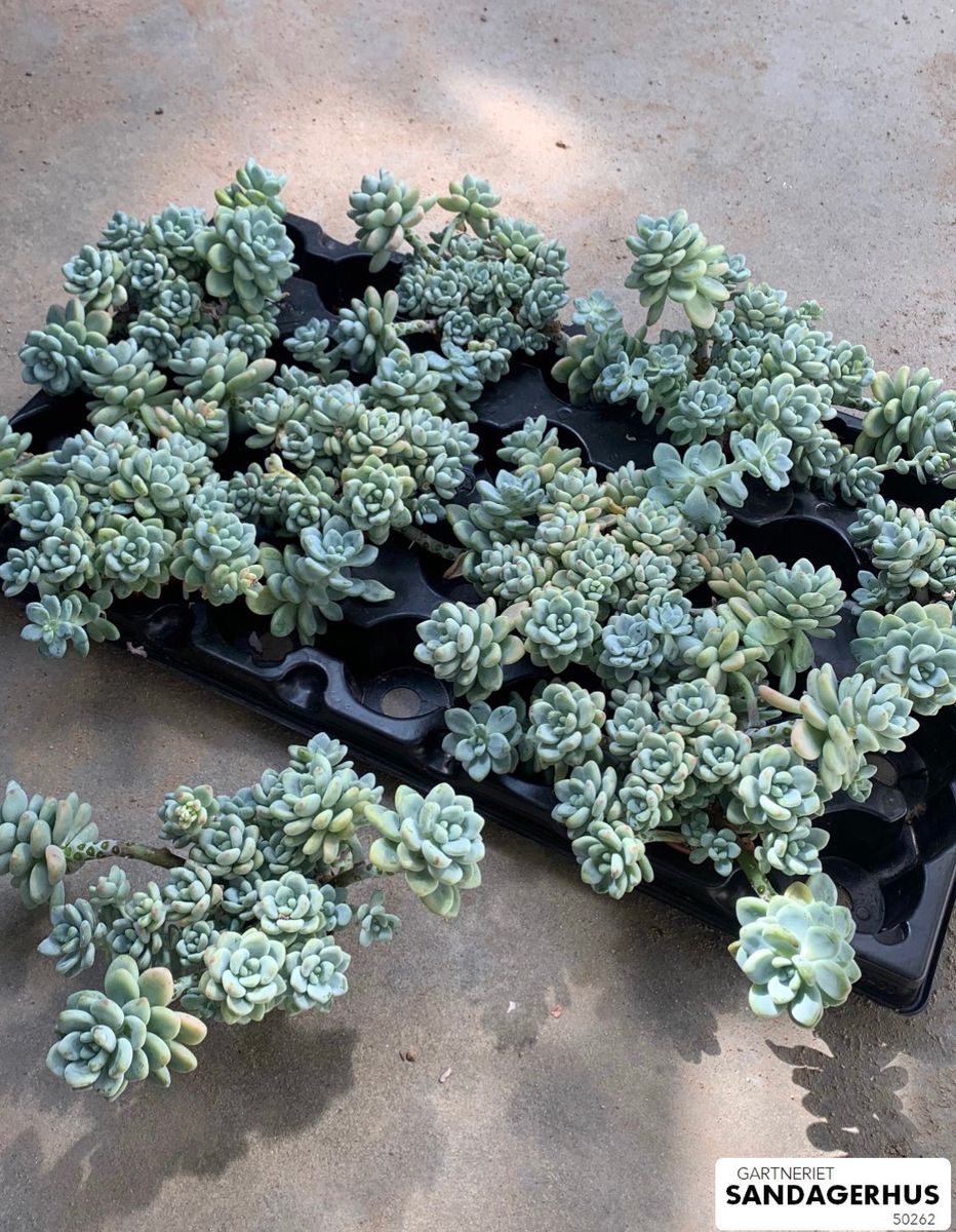 Sedum clavatum — Plant Wholesale FlorAccess