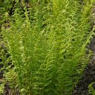 Athyrium filix-femina