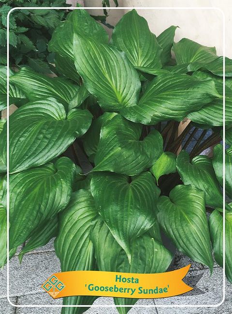 Hosta 'Goosberry Sundae'