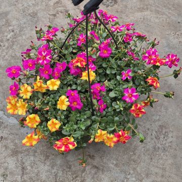 Portulaca grandiflora MIX