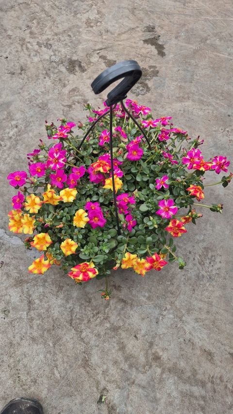 Portulaca grandiflora MIX