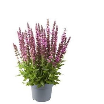 Salvia nemorosa SENSATION COMPACT MIX