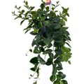 Aeschynanthus 'Mona Lisa'